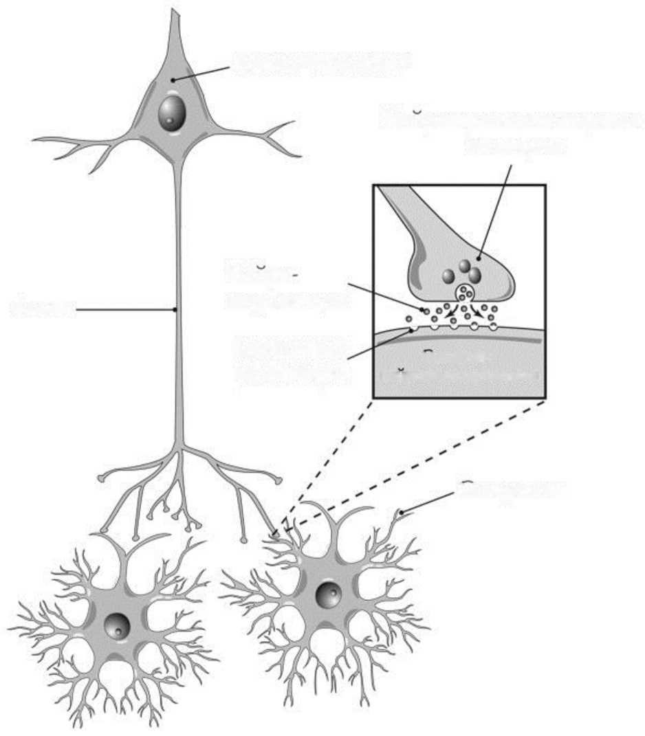 Синапс между нейронами. Строение нейрона и синапса. Строение нервной клетки синапс. Строение нейрона строение синапса. Нейрон строение нейрона строение синапса.