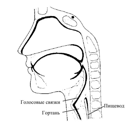 Где расположены голосовые связки. Расположение голосовых связок. Человеческие голосовые связки. Голосовая связка гортани. Зона расположения голосовых связок.