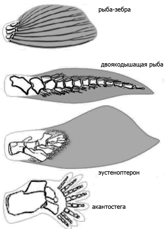 Конечности рыб. Конечность двоякодышащих рыб. Строение плавника. Строение конечностей рыб. Плавник двоякодышащих.