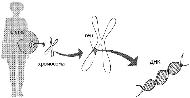 Хромосома и днк. Клетка хромосома ДНК ген. Ген ДНК рисунок хромосомы. Хромосома ДНК ген схема. Гены ДНК хромосомы ядро.
