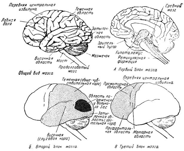 Лурия мозг. Блоки мозга Лурия схема. Лурия 3 структуры мозга. Три блока головного мозга Лурия. Схема взаимодействия трех блоков мозга Лурия.