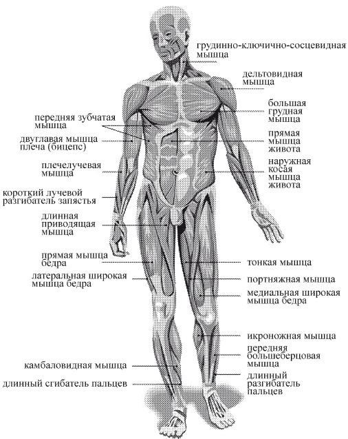 Рисунки с подписями мышц. Строение мышц человека схема с названиями. Строение скелета мышц. Мышцы скелета человека с описанием. Мышцы и скелет человека схема.