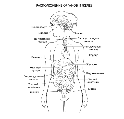 Схема организма человека рисунок. Схема организма человека женщины. Внутренние органы женщины. Схема органов женщины. Расположение органов у человека женщины.