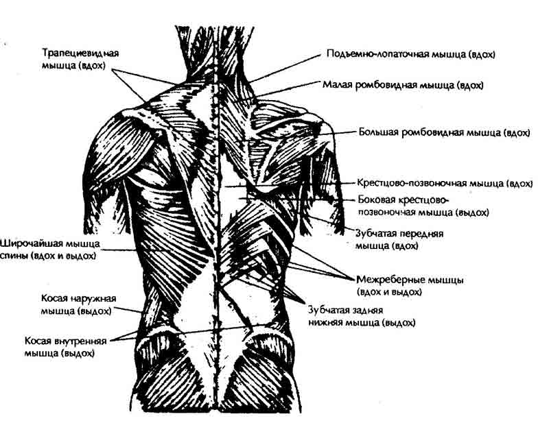 Мышцы вдоха. Трапециевидная мышца. Передняя зубчатая и ромбовидная. Ромбовидные и зубчатые мышцы. Верхняя зубчатая мышца спины и ромбовидная.