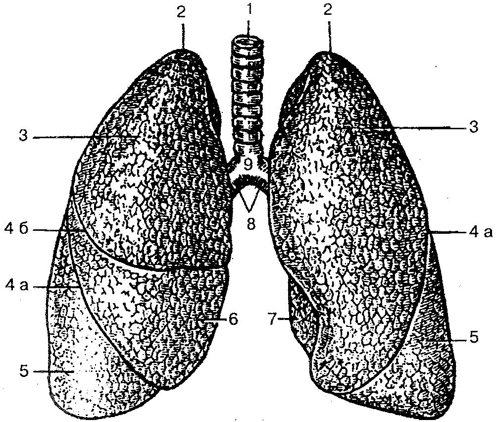Легкие рисунок с подписями. Трахея главные бронхи и легкие. Легкие анатомия. Строение легкого. Схема строения легких человека.