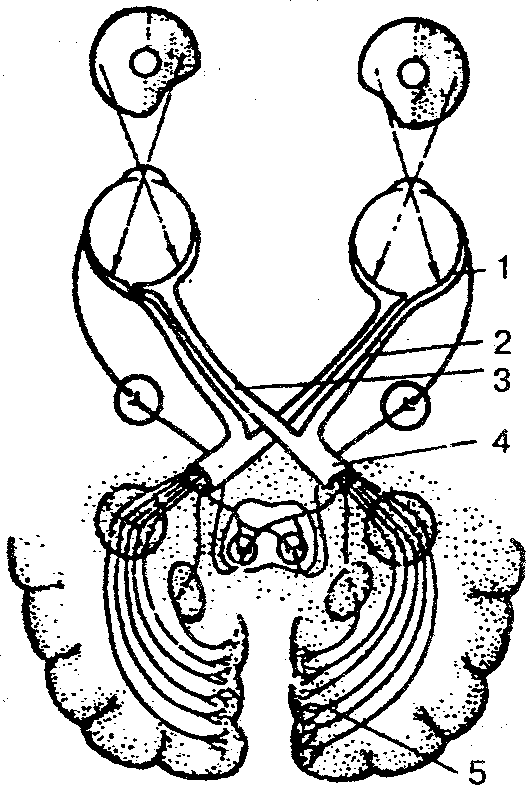 Механизм работы зрительного анализатора биология 8. Путь зрительного анализатора анатомия. Зрительный анализатор строение анатомия. Схематическое строение зрительного анализатора. Проводящие пути зрительного анализатора анатомия.