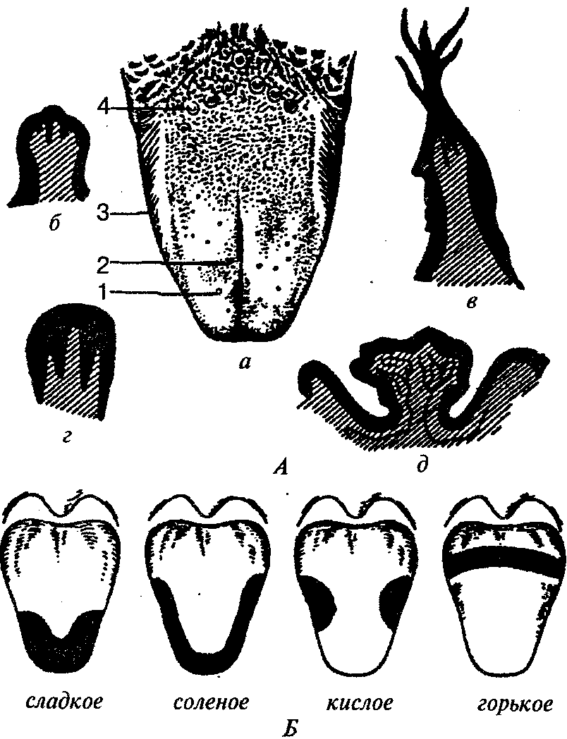 Поли язык. Сосочки языка вкусовые поля языка. Строение вкусовых сосочков языка. Вкусовые сосочки языка анатомия. Вкусовые сосочки на языке человека.