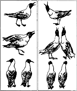 Кой куда. Этологическая изоляция. Поведенческая изоляция. Этологическая структура чаек. Форма изоляции двух видов чаек: обыкновенной (слева) и малой.