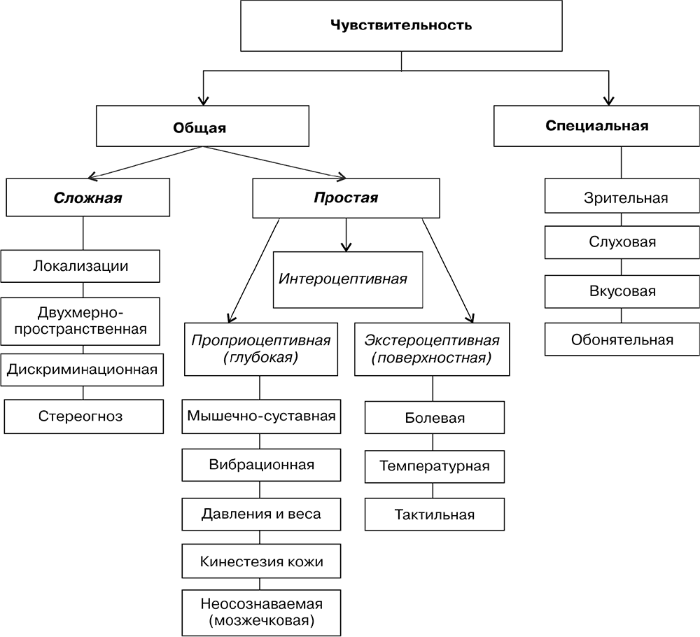 Виды чувствительности. Классификация чувствительности. Классификация нарушений чувствительности. Виды чувствительности неврология.