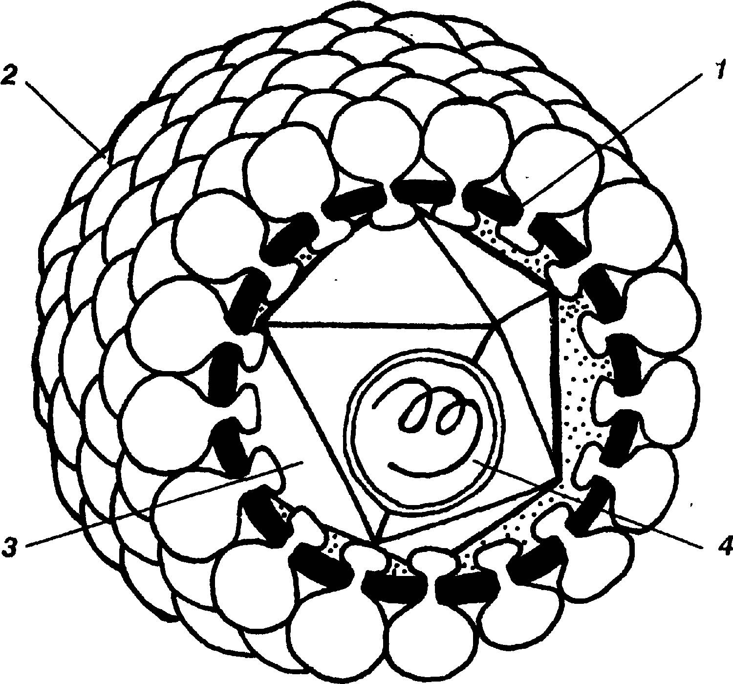 Строение вируса рисунок. Схематическое строение вируса. Строение вирусной частицы схема. Вирус схема.