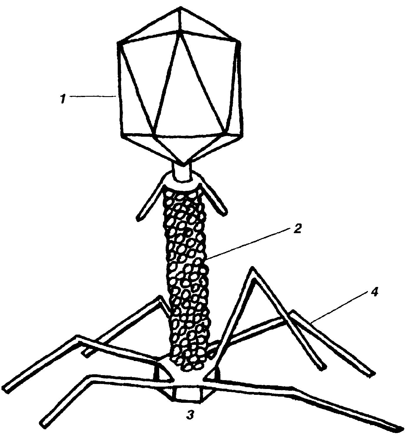Бактериофаг. Строение вируса бактериофага т4. Бактериофаг т4 строение. Строение бактериофага. Вирус фаг т-4 строение.