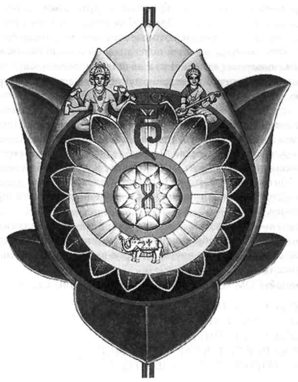 Лотос чакра. Лотос чакры. Lotus Chakra.