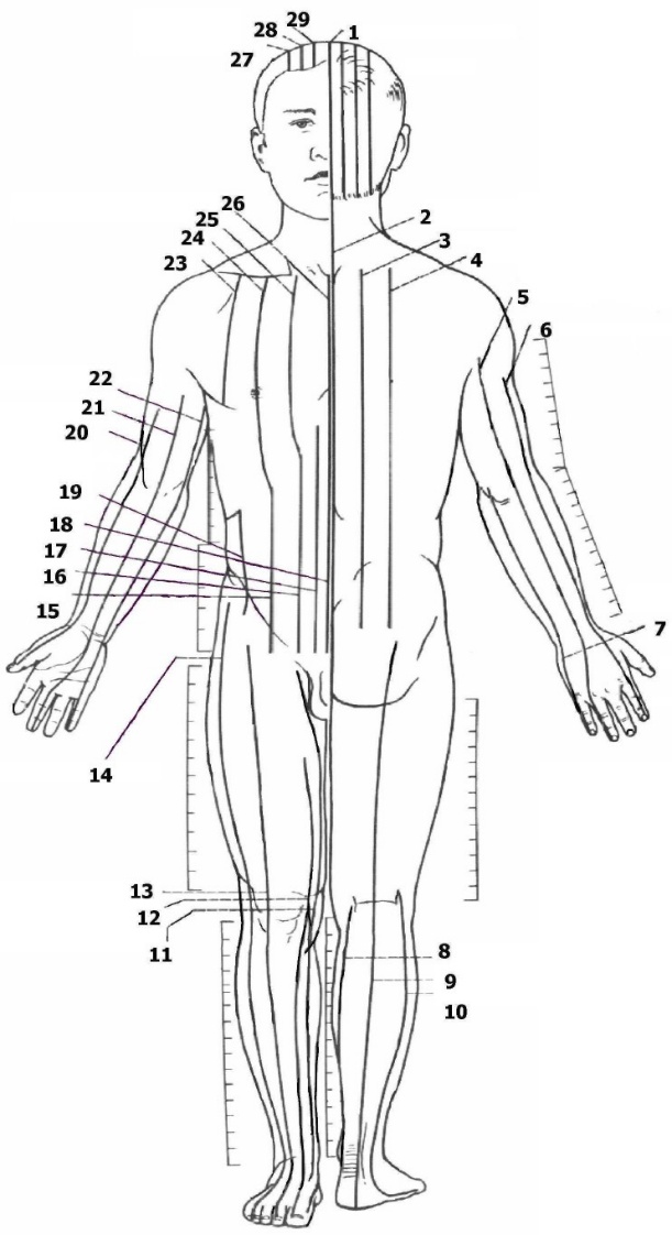 Линии тела. Топографические линии анатомия. Топография тела линии туловища. Линии человеческого тела анатомия. Линии тела человека схема.