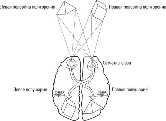 Полушария мозга. Поля левого и правого полушарий. Роджер Сперри эксперимент. Левый глаз правое полушарие.