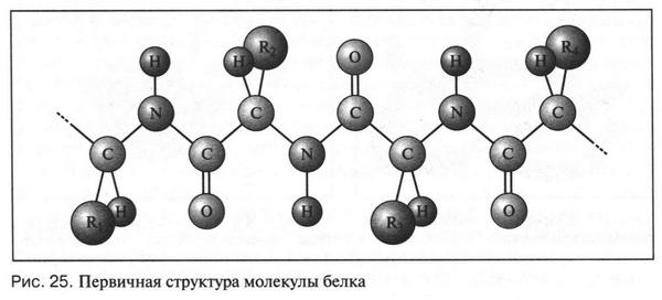 Первичная структура белков рисунок. Белок первичная структура молекулы. Первичная структура белка схема. Молекула белка в первичной структуре. Первичная структура белка рисунок схема.