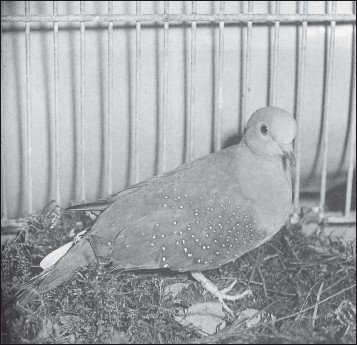 Мясные голуби и домашнее голубеводство