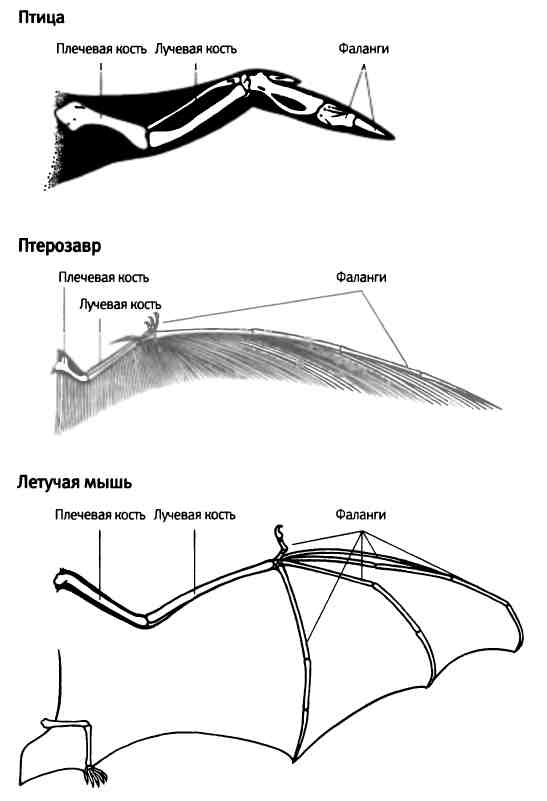 Эволюция крыльев птиц. Аэродинамика крыла летучей мыши. Крыло летучей мыши строение. Эволюция крыла птерозавров. Строение скелета летучей мыши.