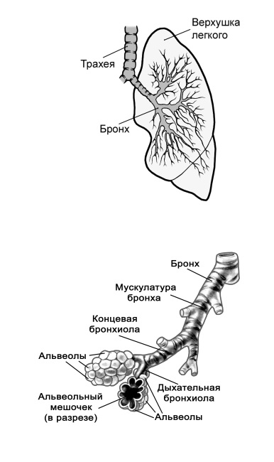 Бронхи легкие анатомия. Строение легких альвеолы бронхи. Трахея бронхи легкие анатомия. Трахея бронхи альвеолы. Строение легкого бронхов альвеол.