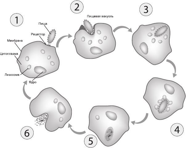 Процесс фагоцитоза рисунок. Схема фагоцитоза. Клеточный фагоцитоз схема. Фагоцитоз этапы рисунок.