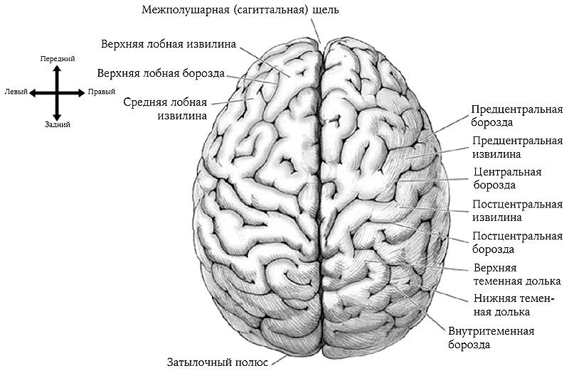 Как начинался язык. Проекция мозга. Фронтальный срез полушарий мозга. Нейрокогнитивные функции мозга это. Мозг проекция левая.