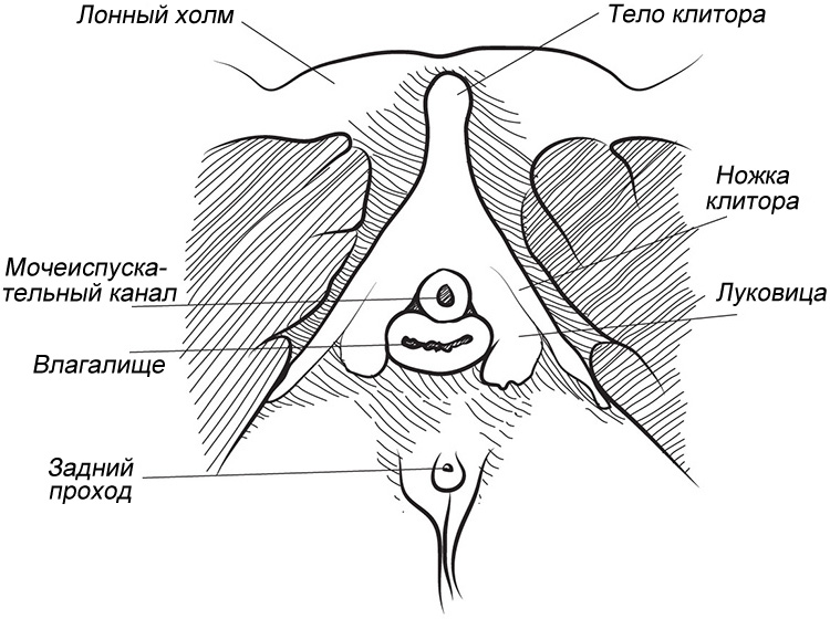 От Клитора До Уретры
