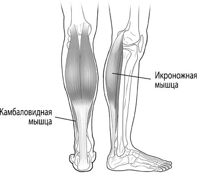 Камбаловидная мышца. Икроножная и камбаловидная мышцы. Камбаловидная мышца голени. Камбаловидная мышца икры. Икроножная и камбаловидная мышцы анатомия.