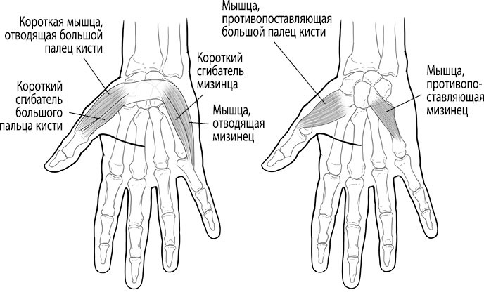 Тенар и гипотенар. Тензор гипотензор кисти мышцы. Мышцы возвышения мизинца кисти. Мышца, отводящая мизинец m. abductor digiti Minimi. Мышцы гипотенара кисть.