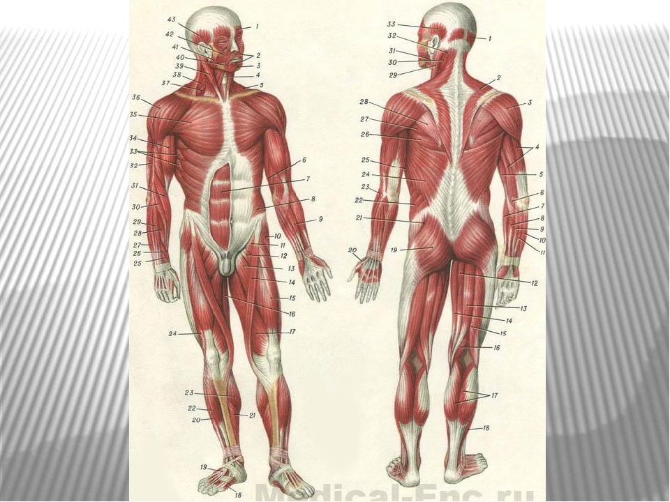Мышцы человека анатомия картинки. Мышцы туловища и конечностей 8 класс. Мышечный скелет человека с названиями. Мышечная система человека мышцы их строение и функции. Анатомия мышц человека вид спереди и сзади.