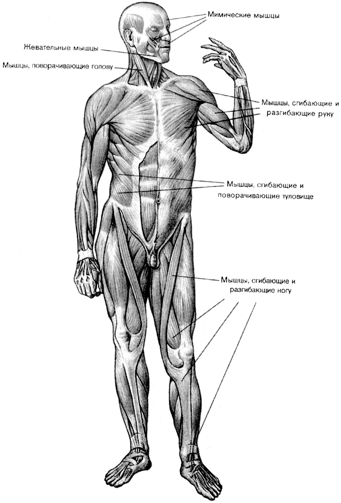 Все мышцы тела. Мышечная система человека вид спереди. Мышцы человека схема с названиями анатомия. Мышечная система человека схема рисунок. Скелетные мышцы человека анатомия.