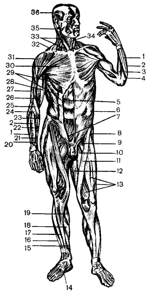 Мышцы туловища рисунок. Мышцы туловища и конечностей 8 класс биология. Схема мышцы туловища и конечностей. Мышцы туловища и конечностей 8 класс Сонин. Мышцы туловища и конечностей 9 класс.