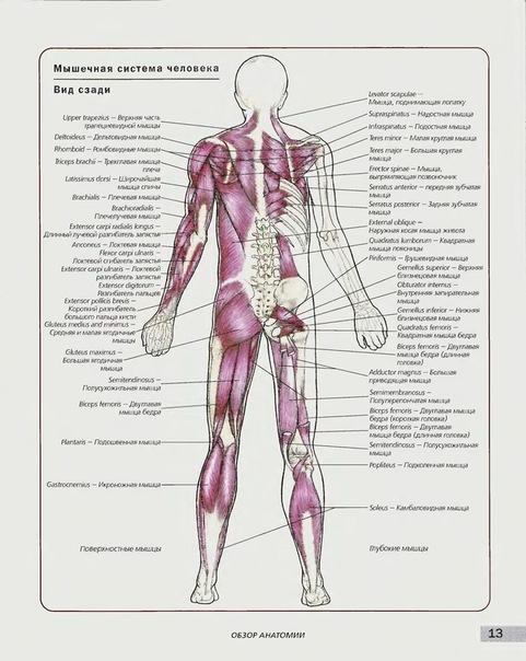 Функции строения человека