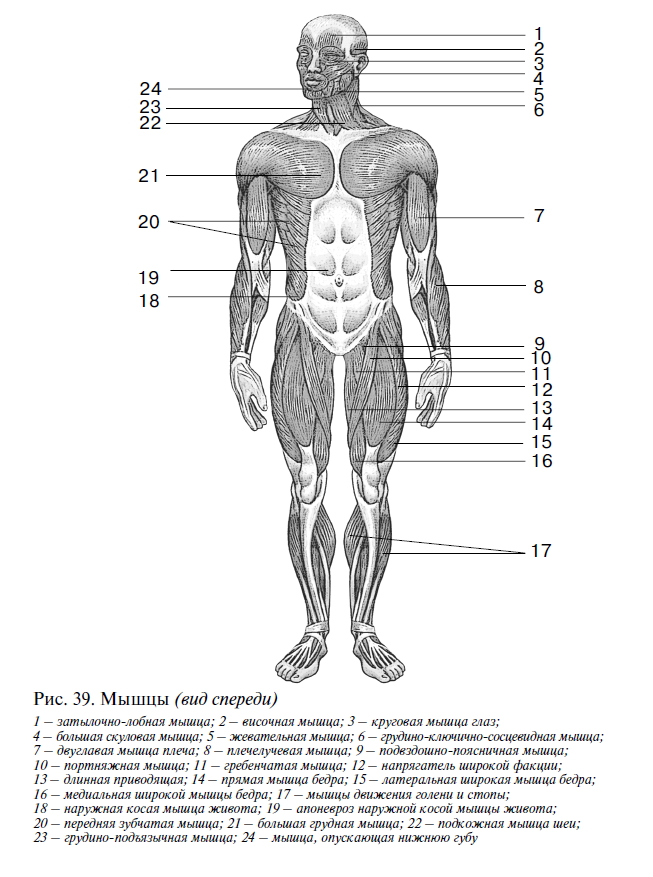 Рисунки с подписями мышц. Мышцы туловища спереди схема. Мышцы человека схема вид сзади. Мышцы тела человека вид спереди и сзади. Анатомия человека вид спереди.