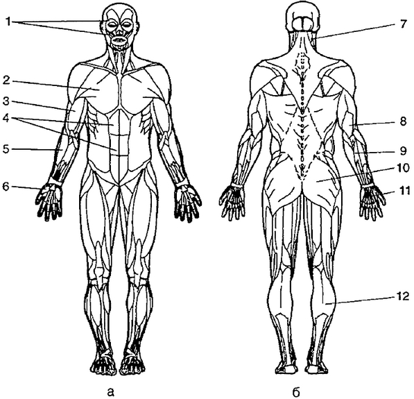 Зоны мышц. Схема тела человека сзади. Схема мышц спереди. Мышцы тела человека спереди. Анатомия человека спереди.