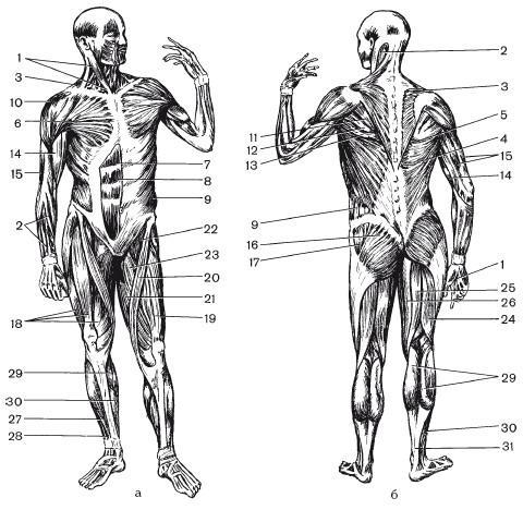 Рисунки с подписями мышц