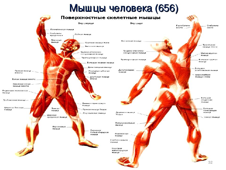 Мышцы человека. Мышцы человека 8 класс. Мышцы человека 8 класс биология. Строение мышц человека с названиями.