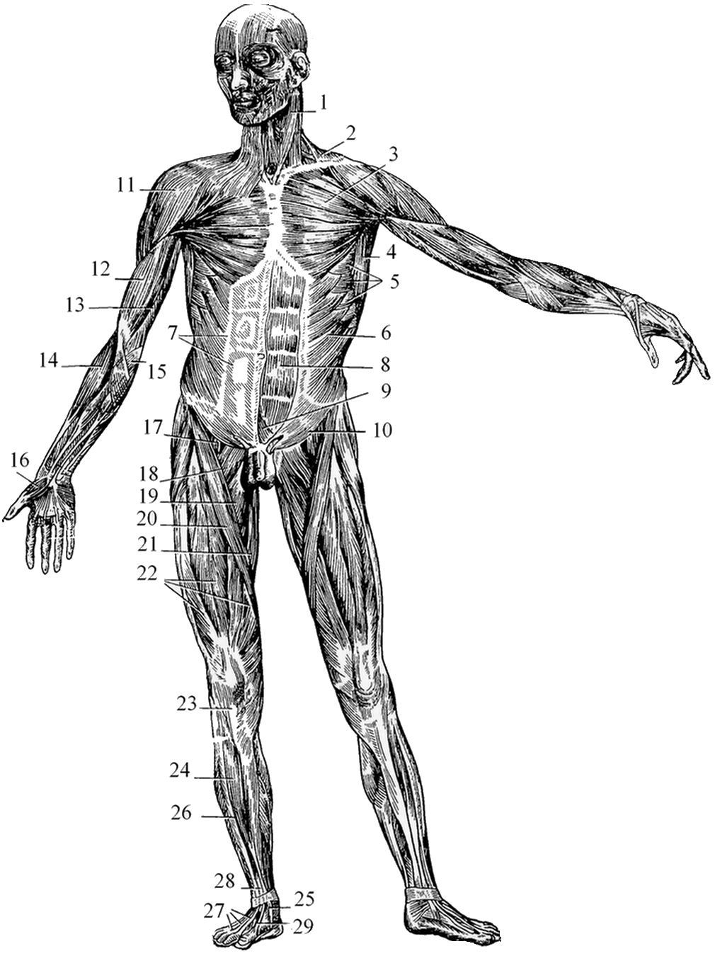 Мышцы человека рисунок