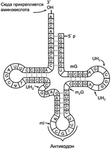 Молекула т рнк. Схема молекулы ТРНК. Схема молекулы т РНК. Структура ТРНК схема. Строение ТРНК схема.