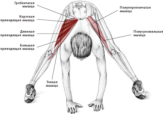 Как лечить приводящую мышцу. Приводящие мышцы бедра анатомия. Длинная приводящая мышца бедра анатомия. Гребенчатая мышца бедра анатомия. Длинная короткая и большая приводящие мышцы.