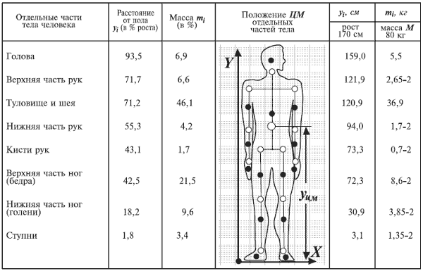 Сколько сколько туловища. Пропорции веса частей тела человека. Масса частей тела в процентах. Процентное соотношение веса частей тела человека. Соотношение отдельных частей тела это.