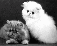 Персидские кошки