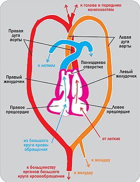 Сердце пресмыкающихся. Кровеносная система крокодила схема. Строение сердца крокодила. Строение кровеносной системы крокодила. Кровеносная система крокодила схема круги кровообращения.