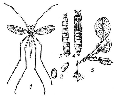 Личинка комара долгоножки