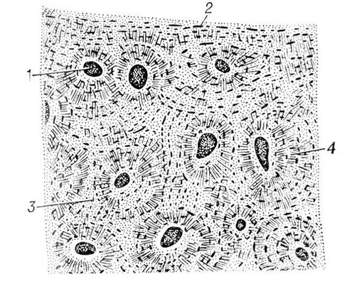 Микроскопическое строение. Микроскопическое строение костной ткани. Поперечный срез кости рисунок. Микроскопическое строение кости рисунок. Костная ткань поперечный разрез канальцы.