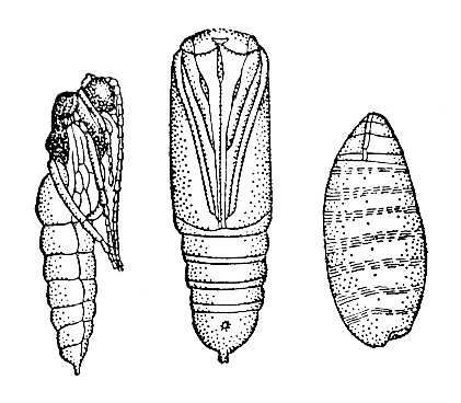 Куколка определение. Типы куколок и коконов насекомых. Типы личинок и куколок насекомых. Строение куколки насекомых. Типы куколок насекомых с полным превращением.