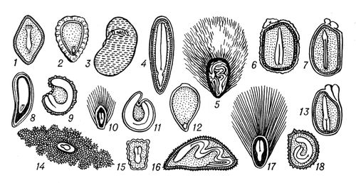 Форма семян. Тополь, строение семян. Строение зародыша клещевины. Строение семени льна. Рисунок семени.