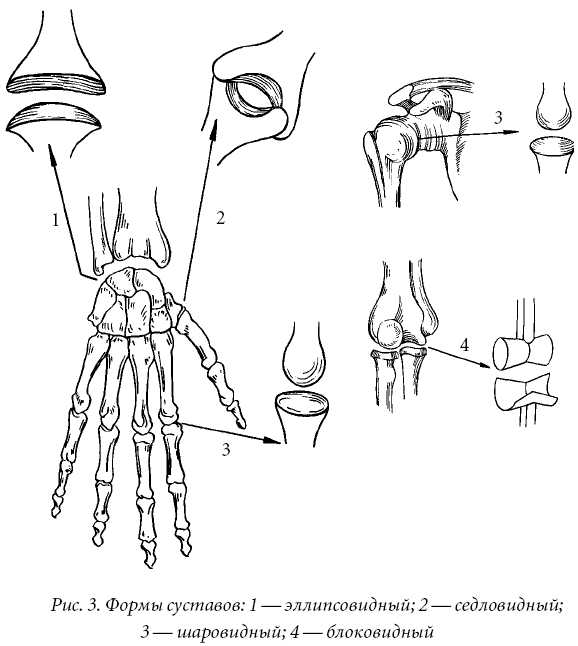 Определенный сустав. Блоковидные и цилиндрические суставы. Шаровилнве блоковилнве суставы. Блоковидный сустав это в анатомии. Блоковидный и шаровидный суставы.