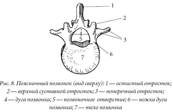 Особенности поясничных позвонков. Строение поясничного позвонка человека. Строение поясничного позвонка рисунок. Поясничный позвонок вид сбоку и сверху. Строение позвонка поясничного отдела рисунок.